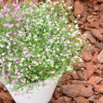 Gypsophila o Velo de Novia Planta de Exterior