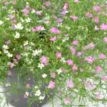 Gypsophila o Velo de Novia Planta de Exterior