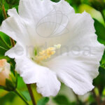 Hibiscus Planta de Exterior Flor Blanca