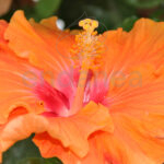 Hibiscus Planta de Exterior Flor Naranja