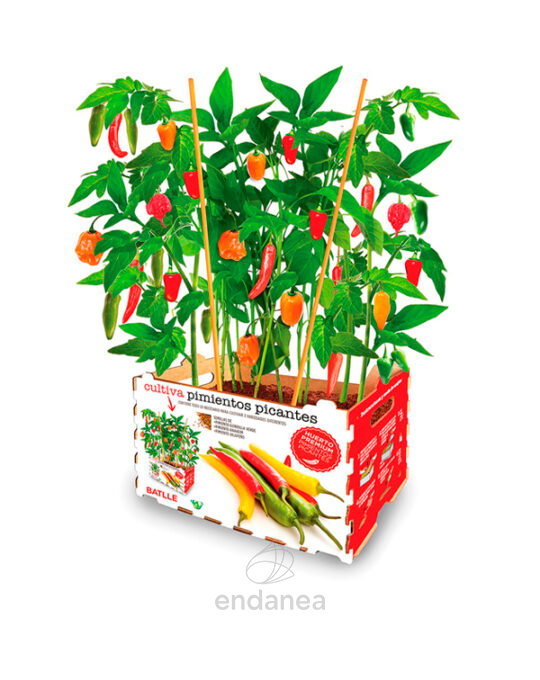 huerto-premium-kit-pimientos-picantes-batlle-plantas-horticolas