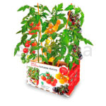 Huerto Premium Kit Tomates Cherry