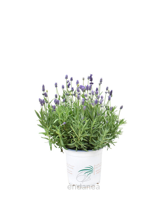 Lavándula Angustifolia Planta de Exterior aromática