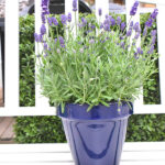 Lavándula Angustifolia Planta de Exterior aromática Decoración