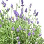 Lavándula Angustifolia Planta de Exterior Aromática detalle