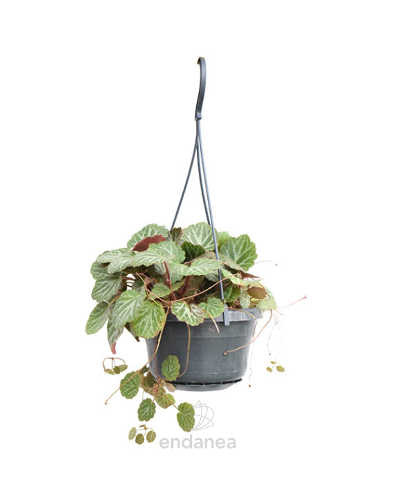 Saxifraga Planta de Interior y Exterior