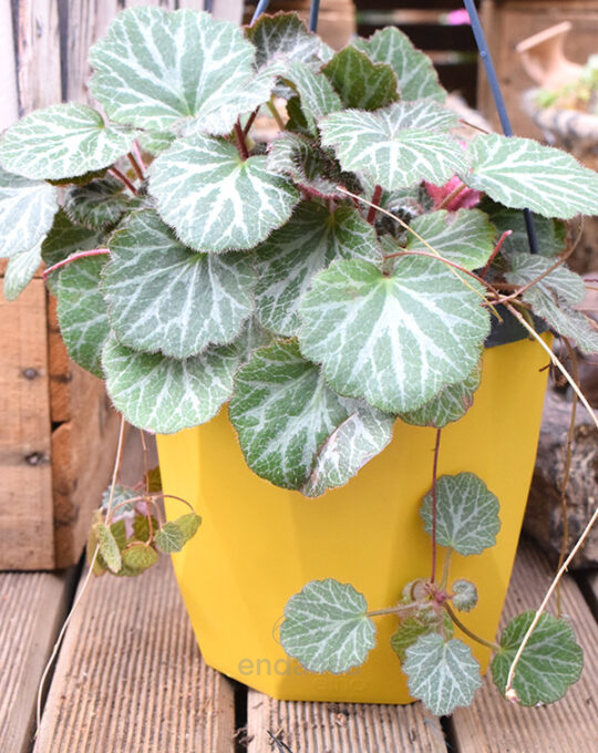 saxifraga-planta-interior-exterior-decoracion
