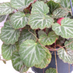 Saxifraga Planta de Interior y Exterior