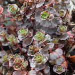 Sedum Dragon´s Blood Km0 Cuenco Detalle Hojas