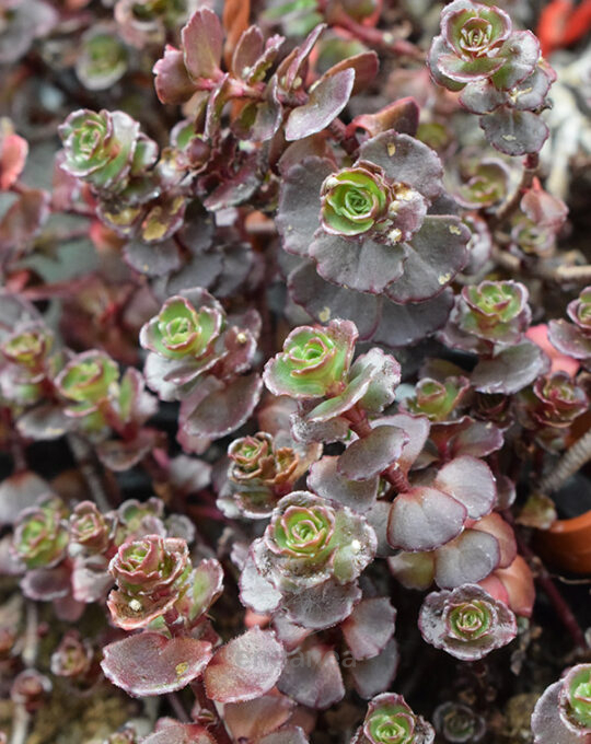 sedum-dragons-blood-km0-cuenco-detalle