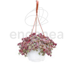 Sedum Palmeri Km0 Cuenco