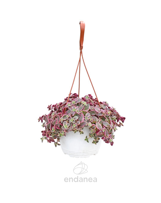 sedum-palmeri-km0-cuenco