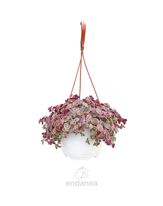 Sedum Palmeri Km0 Cuenco