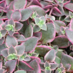 Sedum Palmeri Km0 Cuenco Hojas detalle