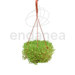 Sedum Sexangulare Km0 Cuenco