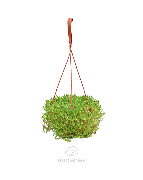 Sedum Sexangulare Km0 Cuenco