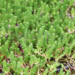 Sedum Sexangulare Km0 Cuenco Detalle Hojas