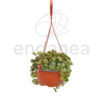Sedum Spurium Km0 Cuenco