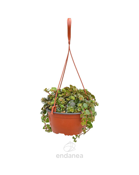 Sedum Spurium Km0 Cuenco