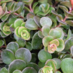 Sedum Spurium Km0 Cuenco Detalle Hojas