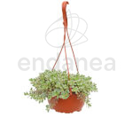 Sedum Spurium Tricolor Km0 Cuenco