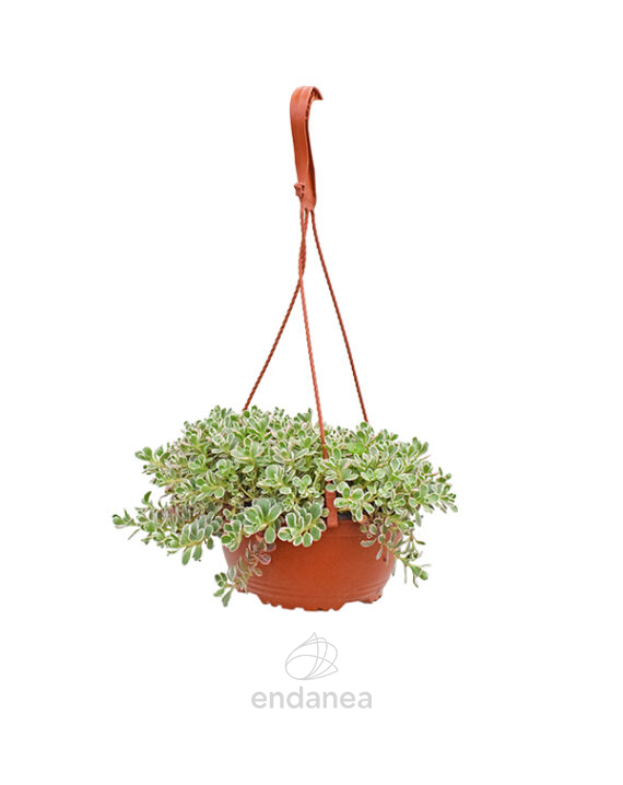 Sedum Spurium Tricolor Km0 Cuenco