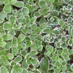 Sedum Spurium Tricolor Km0 Cuenco Detalle Hojas