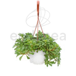 Sedum Telephium Km0 Cuenco Cactus & Suculentas