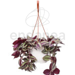 Tradescantia Zebrina Km0 Cuenco