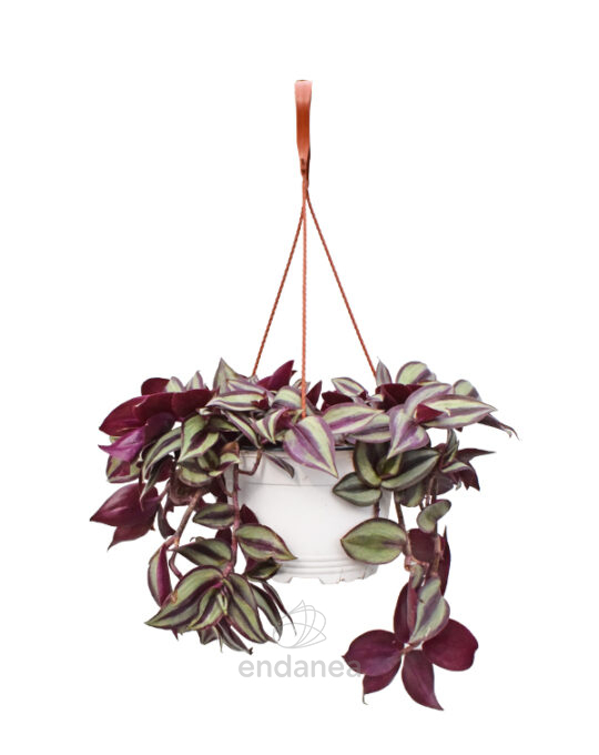 tradescantia-planta-colgante-km0-cuenco-17cm
