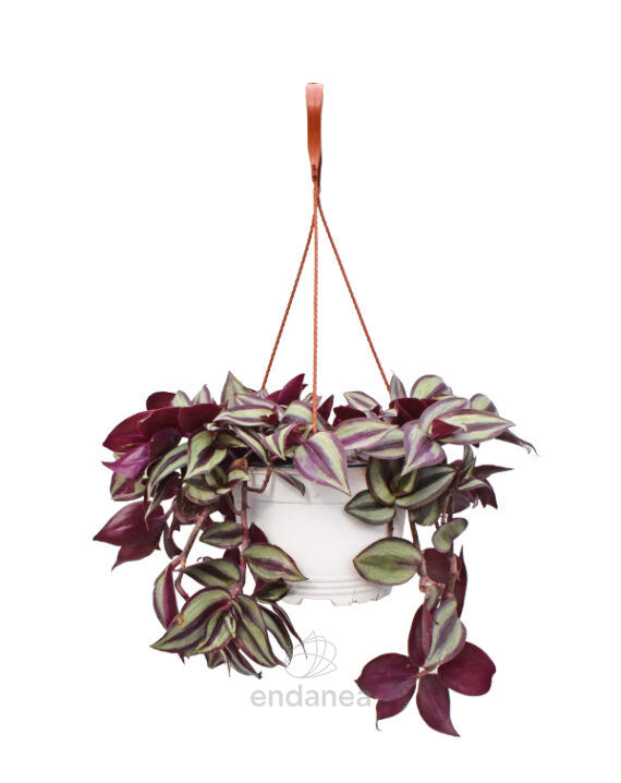 Tradescantia Zebrina Km0 Cuenco