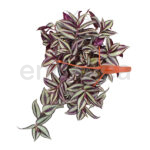 Tradescantia Zebrina Km0 Cuenco