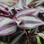 Tradescantia Zebrina Km0 Cuenco