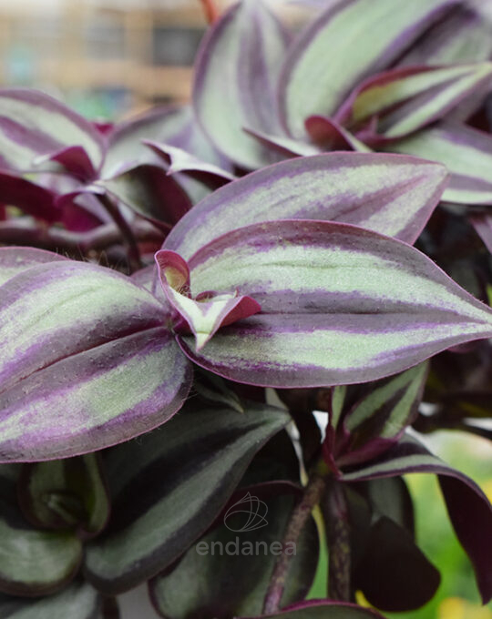tradescantia-planta-colgante-km0-cuenco-17cm-detalle