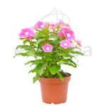 Vinca Minor Planta de Exterior con Flor