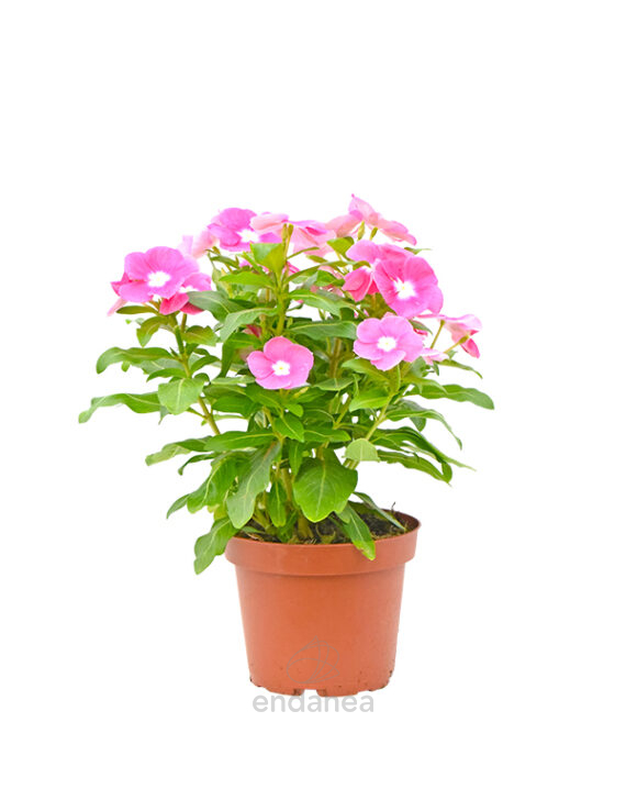 Vinca Minor Planta de Exterior con Flor