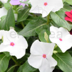 Vinca Minor Planta de Exterior con Flor Blanca