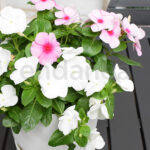 Vinca Minor Planta de Exterior con Flor Decoración