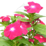 Vinca Minor Planta de Exterior con Flor Fucsia