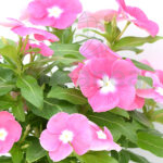 Vinca Minor Planta de Exterior con Flor Rosa