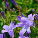 Campánula Planta de Exterior Morada