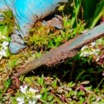 Cuchillo Malas-Hierbas Verde de Revex