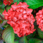 Compra la Hortensia Hydrangea Macrophylla Roja