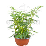 Pimiento Volante Hot F1 Cuenco Km0