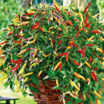 Pimiento Volante Hot F1 Cuenco Km0