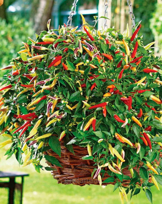 pimiento-volante-hot-f1-planta-cuenco-km0-horticola-colgante