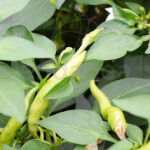 Pimiento Volante Hot F1 Cuenco Km0