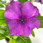 Vinca Minor Km0 Flor Morada