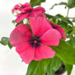 Vinca Minor Km0 Flor Rosa