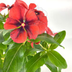 Vinca Minor Km0 Flor Salmón